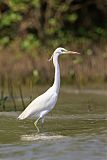 Chinese Egretborder=